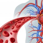 5 Cara Meningkatkan Sirkulasi Darah untuk Jantung Sehat
