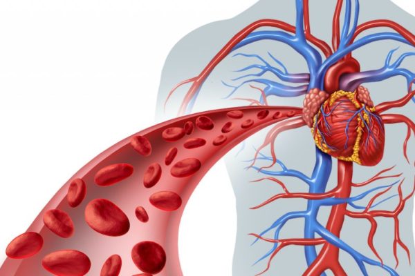 5 Cara Meningkatkan Sirkulasi Darah untuk Jantung Sehat