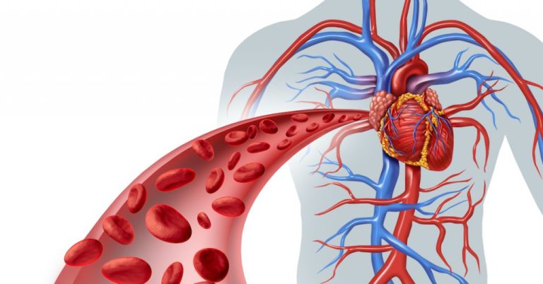5 Cara Meningkatkan Sirkulasi Darah untuk Jantung Sehat