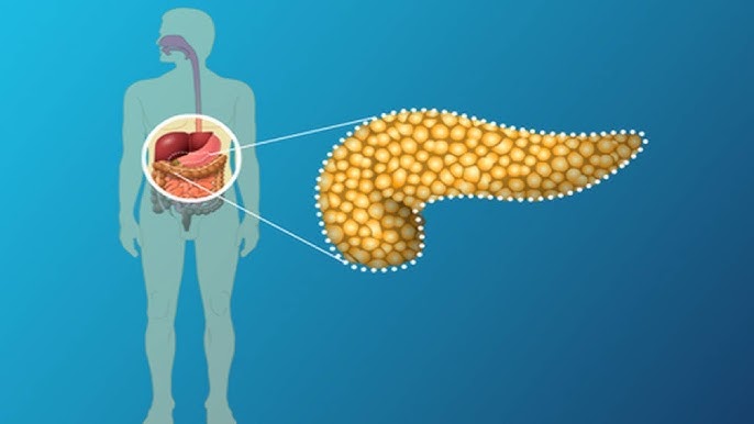7 Nutrisi Penting yang Dibutuhkan oleh Pankreas